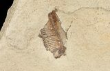 Fossil Fish (Gosiutichthys) Mortality Plate - Lake Gosiute #71787-5